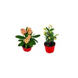 Videolu Milli Dikenler Tacı Sarı-Kırmızı 2 Adet Saksılı 10-15Cm İç Dış Mekan Bitkisi (Euphorbia)