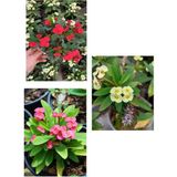 Videolu Milli Dikenler Tacı Sarı Kırmızı Pembe 3 Adet Saksılı 10-20 Cm Kaktüs Çiçeği Euphorbia