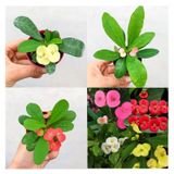 Videolu Mini 3'lü Karışık Milli Dikenler Tacı Çiçeği Fidanı 5-15cm Saksılı Çiçekli Bodur Euphorbia