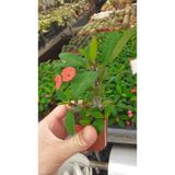 Videolu Mini Milli Dikenler Tacı Çiçekli (25 35 Cm) Saksılı Kaktüs Euphorbia