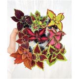 Videolu Mini Yaprak Güzeli Kolyoz Çiçeği 9 Adet 10-20 Cm Saksılı Çiçekli Bodur Bitkiler Mix Coleus