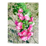 Videolu Minyatür 1 Adet Pembe Gül Fidanı 1. Kalite 10-15cm Saksılı (MİNİATURE PİNK ROSE)