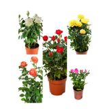 Videolu Minyatür Gül Fidanı 5 Adet Saksılı/Tüplü 20-30Cm Bahçe Bitkisi (Rose)