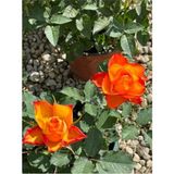 Videolu Minyatür Turuncu Gül Fidanı 1 Adet Saksılı/tüplü 30-50 Cm Miniature Orange Rose