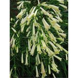 Videolu Mis Kokulu 1 Adet Beyaz Mercan Çiçeği Saksılı 55-120CM (Coral Flower)
