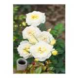Videolu Mis Kokulu 1 Adet Beyaz Minyatür Gül 20-45CM Saksılı (Miniature Rose)