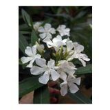 Videolu Mis Kokulu 1 Adet Beyaz Zakkum Çiçeği Fidanı 50-75CM Saksılı (Oleander Flower)