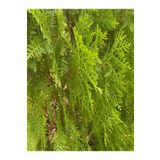 Videolu Mis Kokulu 1 Adet Limon Çamı Servi Fidanı 50-70Cm SaksılıTüplü (Lemon Cypress Sapling)