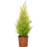Videolu Mis Kokulu 1 Adet Limoni Servi Ağacı Fidanı 30-50CM Saksılı (Lemon Cypress)