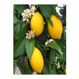 Videolu Mis Kokulu 1 Adet Yediveren Limon Fidanı 80-100Cm Saksılı (Lemon Sapling)