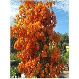 Videolu Mis Kokulu 1ADET Turuncu Begonvil Çiçeği Fidanı Saksılı 60-120CM (Bougainvillea)