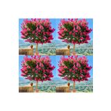 Videolu Mis Kokulu 4 Adet Oya Ağacı Fidanı TüplüSaksılı 30-60Cm (Lacebark Pine Sapling)