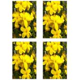 Videolu Mis Kokulu 4'lü Sarı Yasemin Çiçeği Fidanı 40-60 Cm Saksılı Çiçekli Bodur Yellow Jasminie