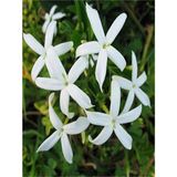 Videolu Mis Kokulu Beyaz Yasemin Fidanı Saksılı 60-125CM ( White Jasminium Sapling)