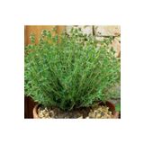 Videolu Mis Kokulu Dağ Kekiği Çiçeği Fidanı 20-30 Cm Saksılı Çiçekli Bodur Bitkiler Thyme