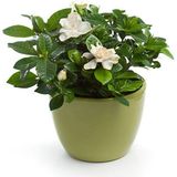 Videolu Mis Kokulu Gardenya (24 45 Cm)1 Adet Saksılı Çiçekli Ofis Iç Mekan Bitkisi Gardenia