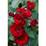 Videolu Mis Kokulu Kırmızı Sarılıcı Gül 90-120 cm Tüplü Dış Mekan Ağaçları Red Rose
