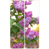 Videolu Mis Kokulu Leylak Fidanı 40-65 cm Saksılı/tüplü Dış Mekan Bitkileri Lilac