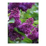 Videolu Mis Kokulu Leylak Fidanı 60-80 cm Saksılı/Tüplü Dış Mekan Bitkileri Lilac