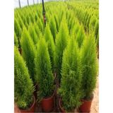 Videolu Mis Kokulu Limoni 1 Adet Servi Çam Ağacı Fidanı 30-60CM Saksılı (Cedar Pine Tree Sapling)