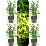 Videolu Mis Kokulu Melisa Kolanya Çiçeği 4 Adet Saksılı/ Tüplü 60-80CM (Cestrum Parqui)
