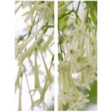 Videolu Mis Kokulu Melisa Kolanya Çiçeği Fidanı 40-60 Cm Saksılı Çiçekli Bodur Cestrum Nocturnum