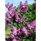 Videolu Mis Kokulu Mor Leylak Ağacı Fidanı Tüplü/saksılı 65-90 cm Bahçe Bitkisi (Lilac Tree)