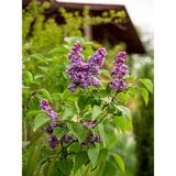 Videolu Mis Kokulu Mor Leylak Çiçeği Fidanı 1 Adet Saksılı 50-70 Cm Bahçe Bitkisi Lilac