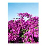 Videolu Mor Begonvil Çiçeği Fidanı 20-40cm Saksılı Çiçekli Bodur Bitkiler Purple Bougainvillea