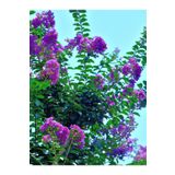 Videolu Mor Çiçekli Oya Ağacı Fidanı (40 60 Cm)1 Adet Saksılı Dış Mekan Ağacı Lagerstroemia Indica