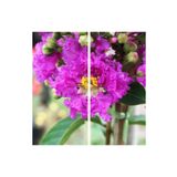 Videolu Mor Renk Oya Ağacı Fidanı 40-65 cm Saksılı Dış Mekan Ağaçları Purple (Lagerstroemia)
