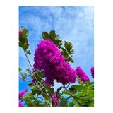 Videolu Mor Renk Oya Ağacı Fidanı 80-120 Cm Saksılı Dış Mekan Ağaçları Purple Lagerstroemia