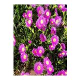 Videolu Mor Renkli 30 Adet Kazayağı Çiçeği Fidanı 10-25cm Saksılı Bougainvillea