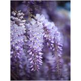 Videolu Mor Salkım Çiçeği Fidanı 30-40 cm Saksılı Dış Mekan Sarmaşık Wisteria