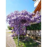 Videolu Mor Salkım Çiçeği Fidanı Bahçe Balkon Bitkisi (30 40CM)1 Adet Saksılı Buddleja Davidii