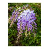 Videolu Mor Salkım Çiçeği Sarmaşık 1 Adet Saksılı/Tüplü 40-60 Cm (Wisteria Sinensis)