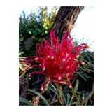 Videolu Muhteşem Görüntüsüyle Gravilla Çiçeği (70 120 Cm)1 Adet Saksılı Dış Mekan Bitkisi