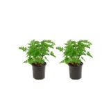 Videolu Muhteşem Kokulu Itır Çiçeği (20 40 Cm)2 Adet Çiçekli Bodur Bitki Pelargonium