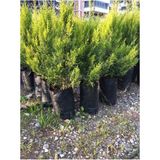 Videolu Muhteşem Limon Çamı 30-50 cm Tüplü Dış Mekan Ağaçları Cupresus Macrocarpa