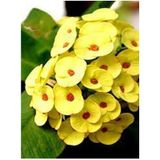 Videolu Muhteşem Sarı Renkli 1 Adet Milli Dikenler Tacı Çiçeği 15-25cm Saksılı Euphorbia