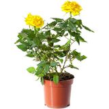 Videolu Mumyalı Aşılı Sarı Gül Fidanı 25 60 Cm 2 Adet Saksılı Aşılı Gül Yellow Rose