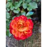 Videolu Mumyalı Turuncu Gül Fidanı 1 Adet 50-80 Cm Saksılı Aşılı Gül Orange Rose