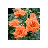 Videolu Mumyalı Turuncu Gül Fidanı 10-15 cm 4 Mevsim Dikilir (Mummy Orange Rose Sapling)