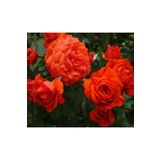 Videolu Nar Çiçeği Gül Fidanı Kokulu 3 Adet Saksılı 50-90 Cm (POMEGRANATE BLOSSOM ROSE SAPLİNG)