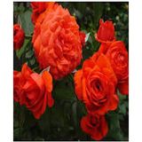 Videolu Narçiçeği Kokulu 2 Adet Gül Fidanı 50-75cm Saksılı Pomegranate Blossom Rose Sapling
