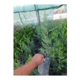 Videolu Natural Leylandi Bitkisi 30-50 cm Tüplü Dış Mekan Ağaçları Cupressocyparis