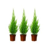 Videolu Natural Limoni Salon Çamı 30-70 cm Tüplü 3 Adet Dış Mekan Ağaçları (Norfolk Island Pine)