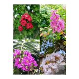 Videolu Oya Ağacı Fidanı Paketi 4 Adet Saksılı/ Tüplü 50-70 cm (Lagerstroemia Indica)