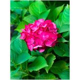 Videolu Özel Fuşya Renk Çiçekli Ortanca Fidanı 30-60 Cm Tüplü Çiçekli Bodur Bitkiler Hydrangea