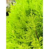 Videolu Özel Tür Kokulu Ev Çamı Limoni Servi Çamı (30 40)1 Adet Saksılı Cupressus Macrocarpa